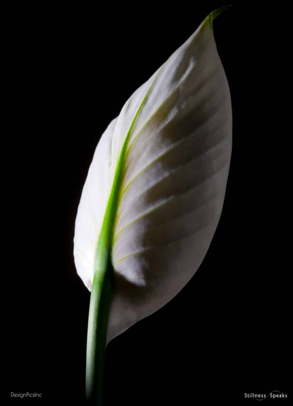 world peace lily